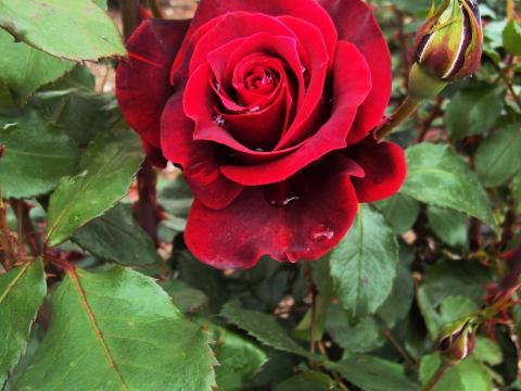 Na simplicidade de uma rosa uma amostra da beleza natural do nosso jardim, no roseiral junto da horta.
